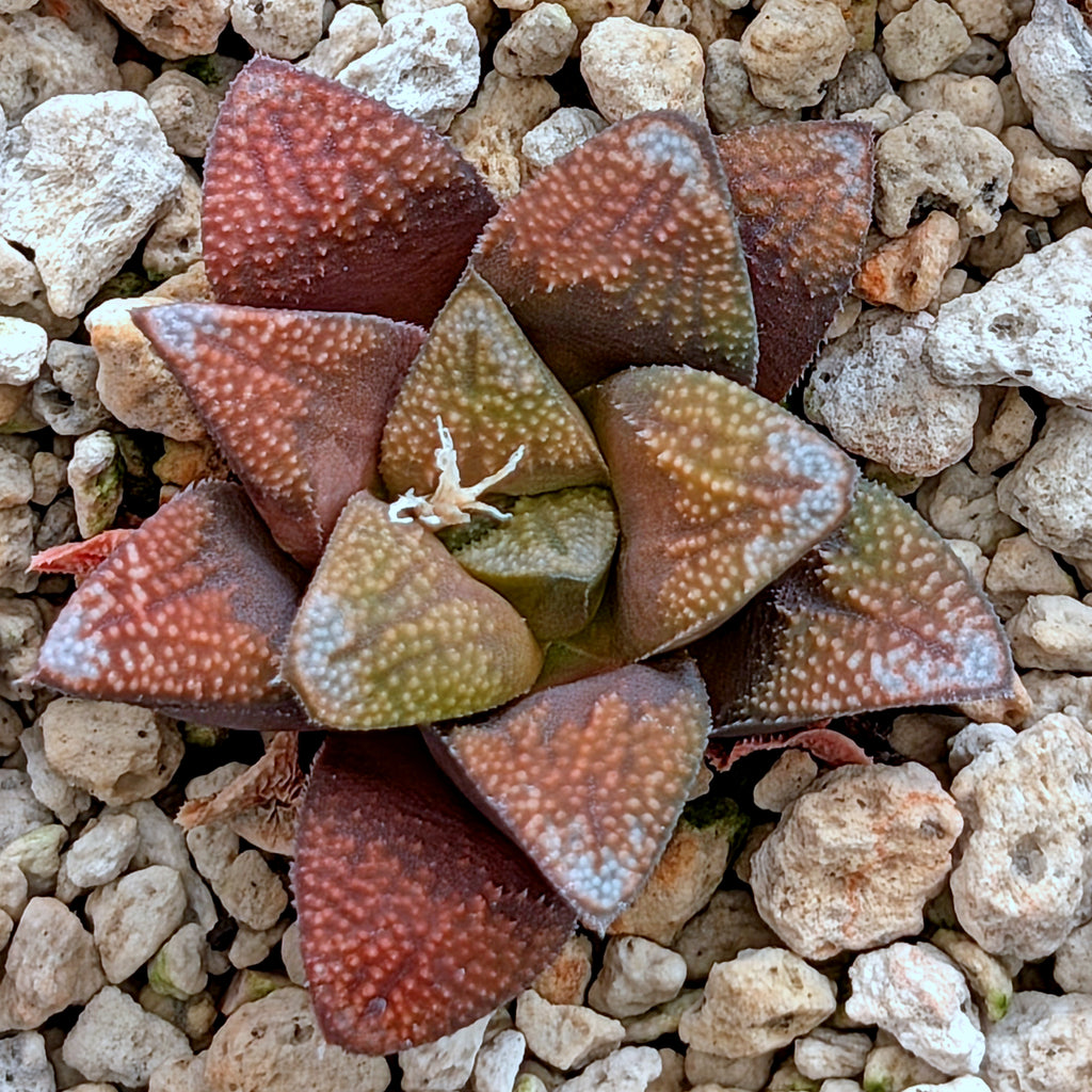 Haworthia groenewaldii hybrid series PP306 #34  9 year old plant