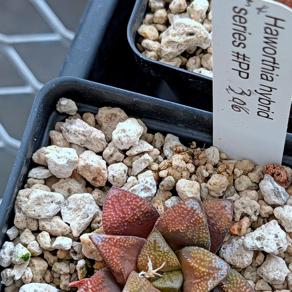 Haworthia groenewaldii hybrid series PP306 #34  9 year old plant