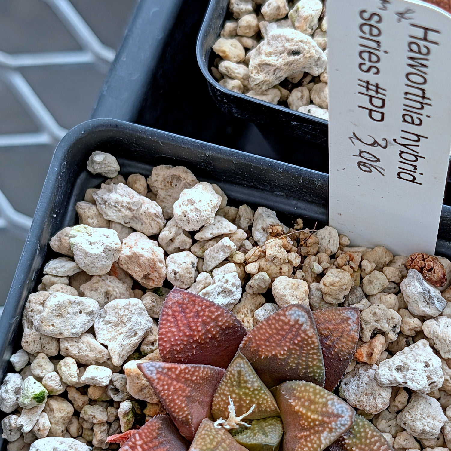 Haworthia groenewaldii hybrid series PP306 #34  9 year old plant