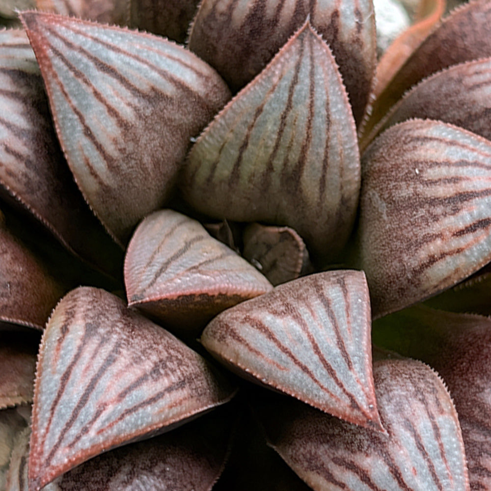 Haworthia PP521  hybrid series #33