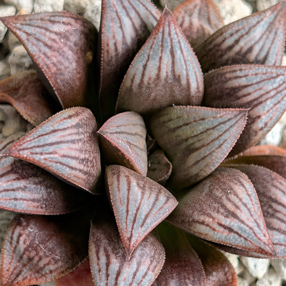 Haworthia PP521  hybrid series #33