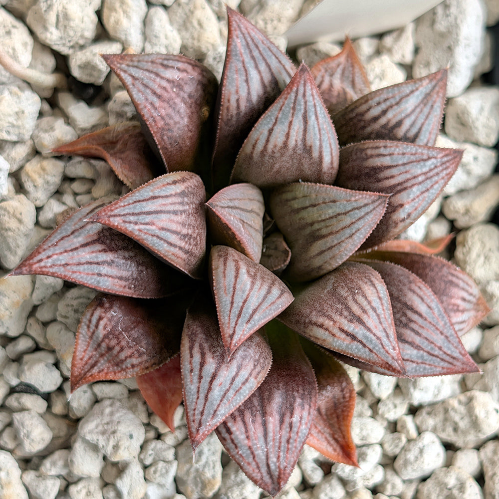 Haworthia PP521  hybrid series #33