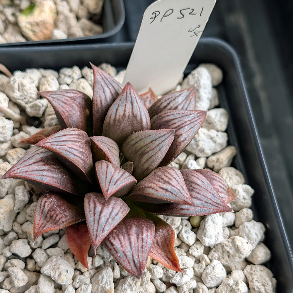 Haworthia PP521  hybrid series #33