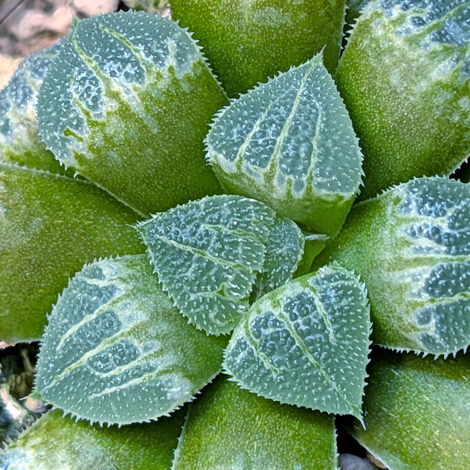 Haworthia  hybrid series PP555 #34