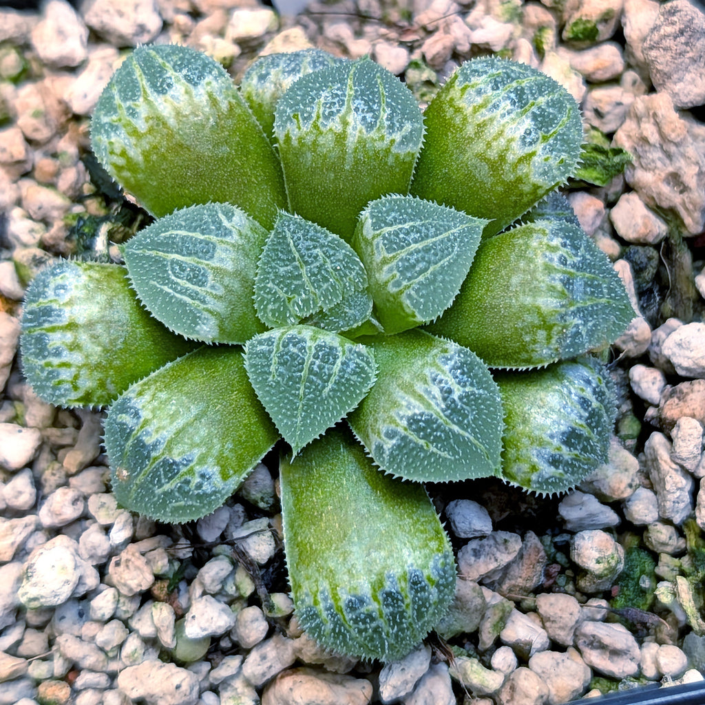 Haworthia  hybrid series PP555 #34