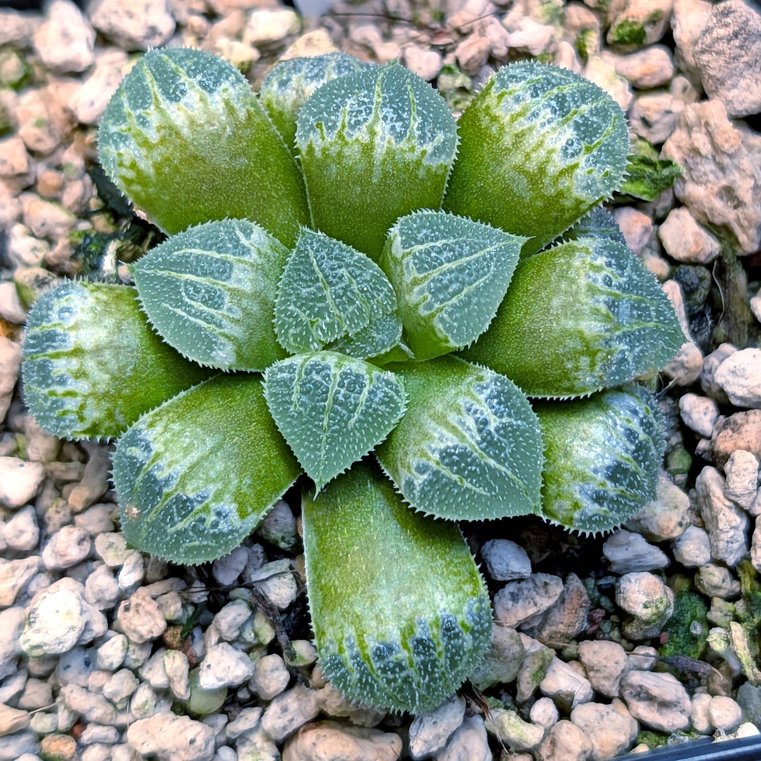 Haworthia  hybrid series PP555 #34