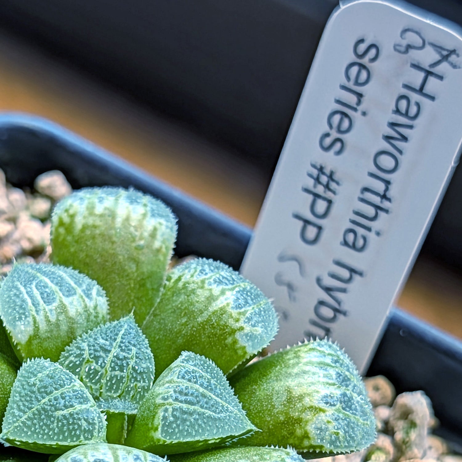 Haworthia  hybrid series PP555 #34