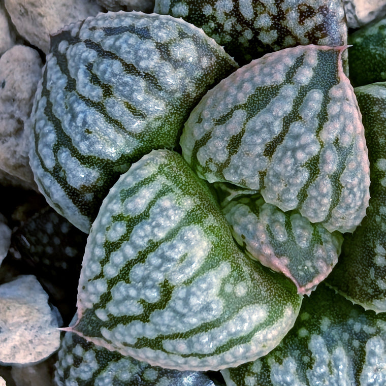 Haworthia PP669 hybrid series #34