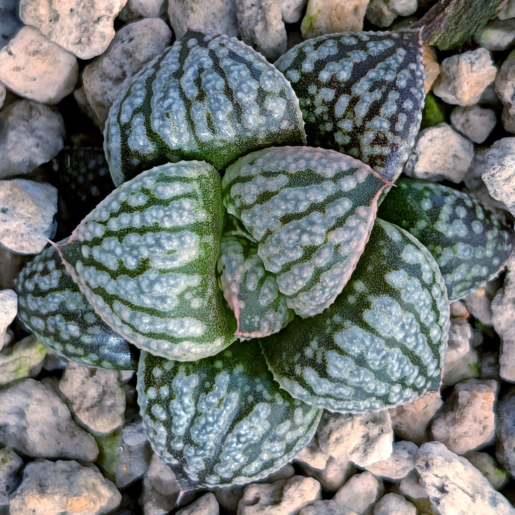 Haworthia PP669 hybrid series #34