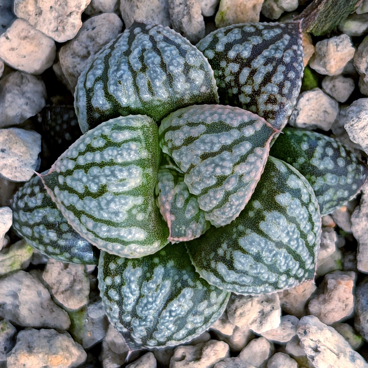Haworthia PP669 hybrid series #34