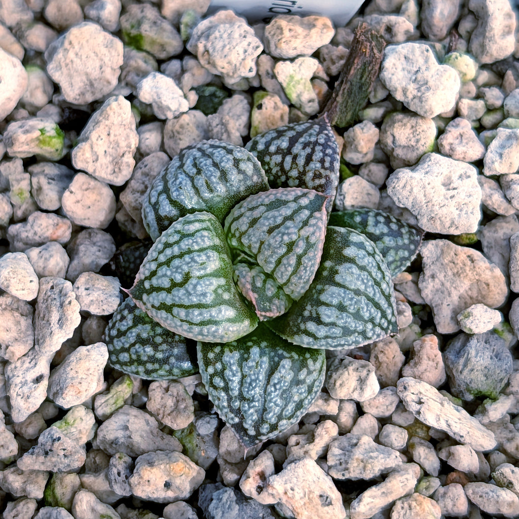 Haworthia PP669 hybrid series #34
