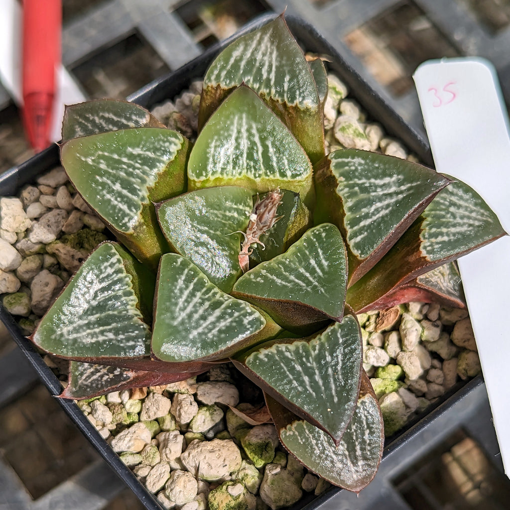 Haworthia parksiana hybrid series PP350 #35 SOLD OUT