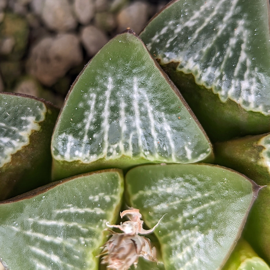 Haworthia parksiana hybrid series PP350 #35 SOLD OUT