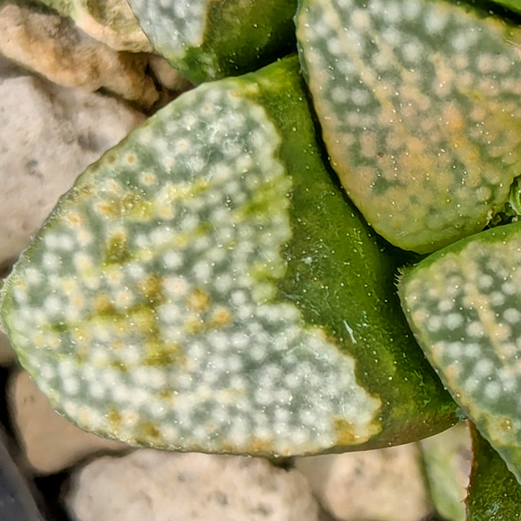 Haworthia  groenewaldii hybrid series PP415 #35