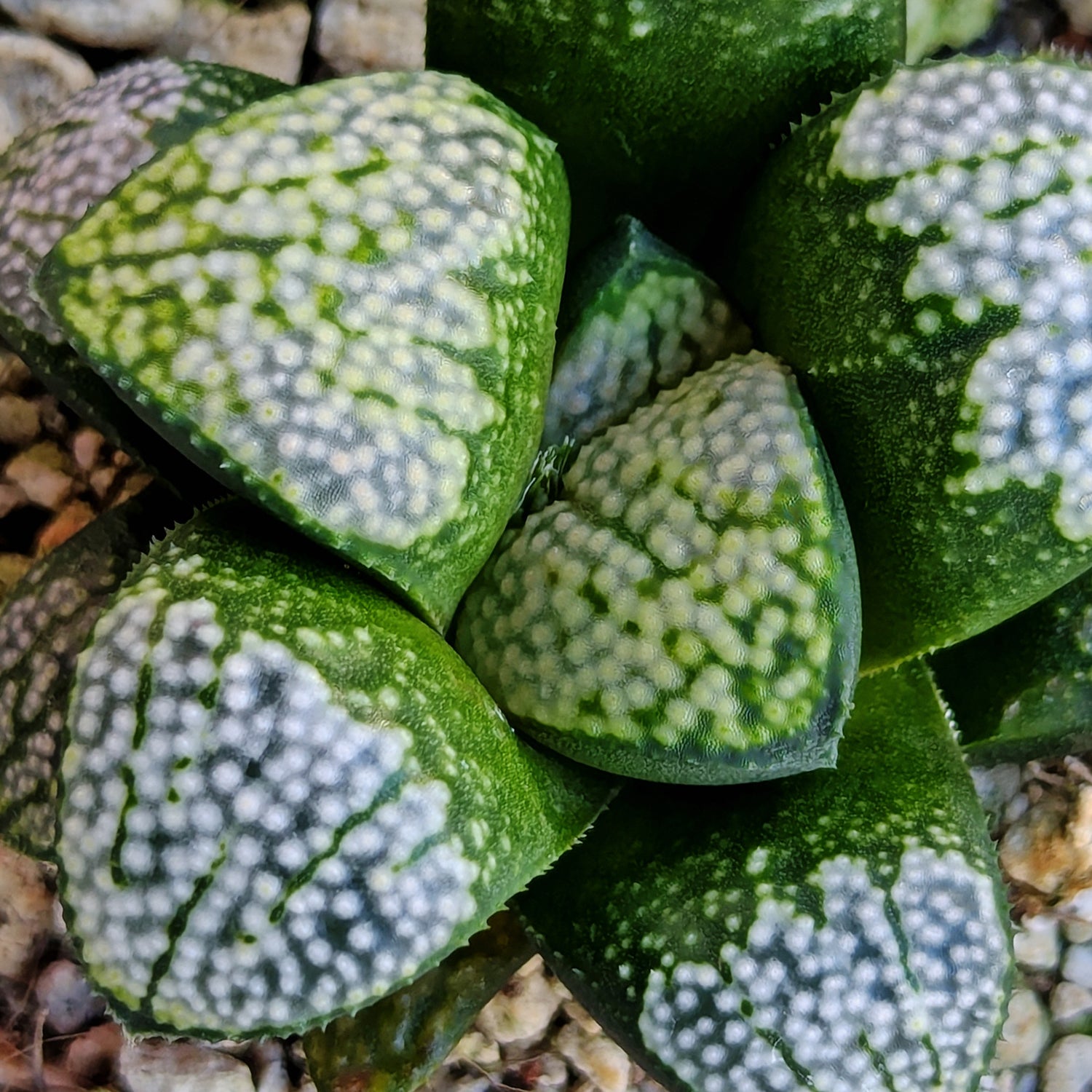 Haworthia "TetraTreasures" PP631 groenewaldii hybrid series #35