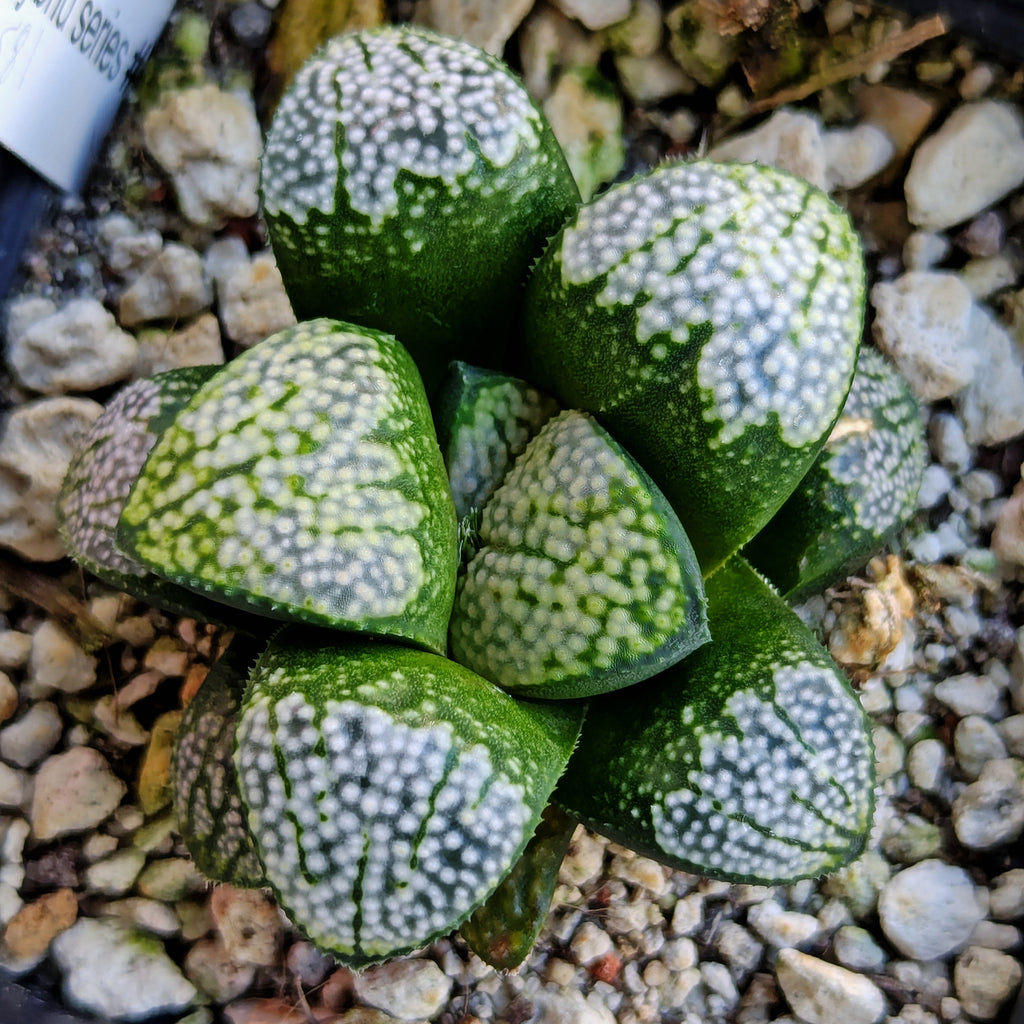 Haworthia "TetraTreasures" PP631 groenewaldii hybrid series #35