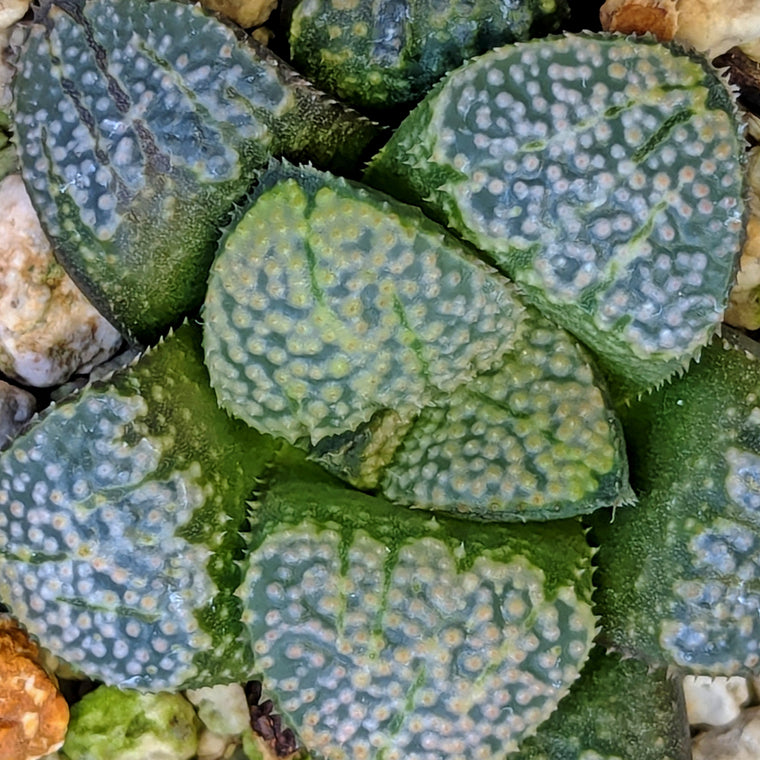 Haworthia 