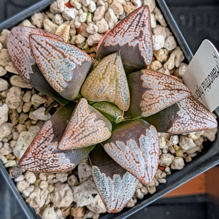 Haworthia groenewaldii hybrid series PP306 #35  9 year old plant