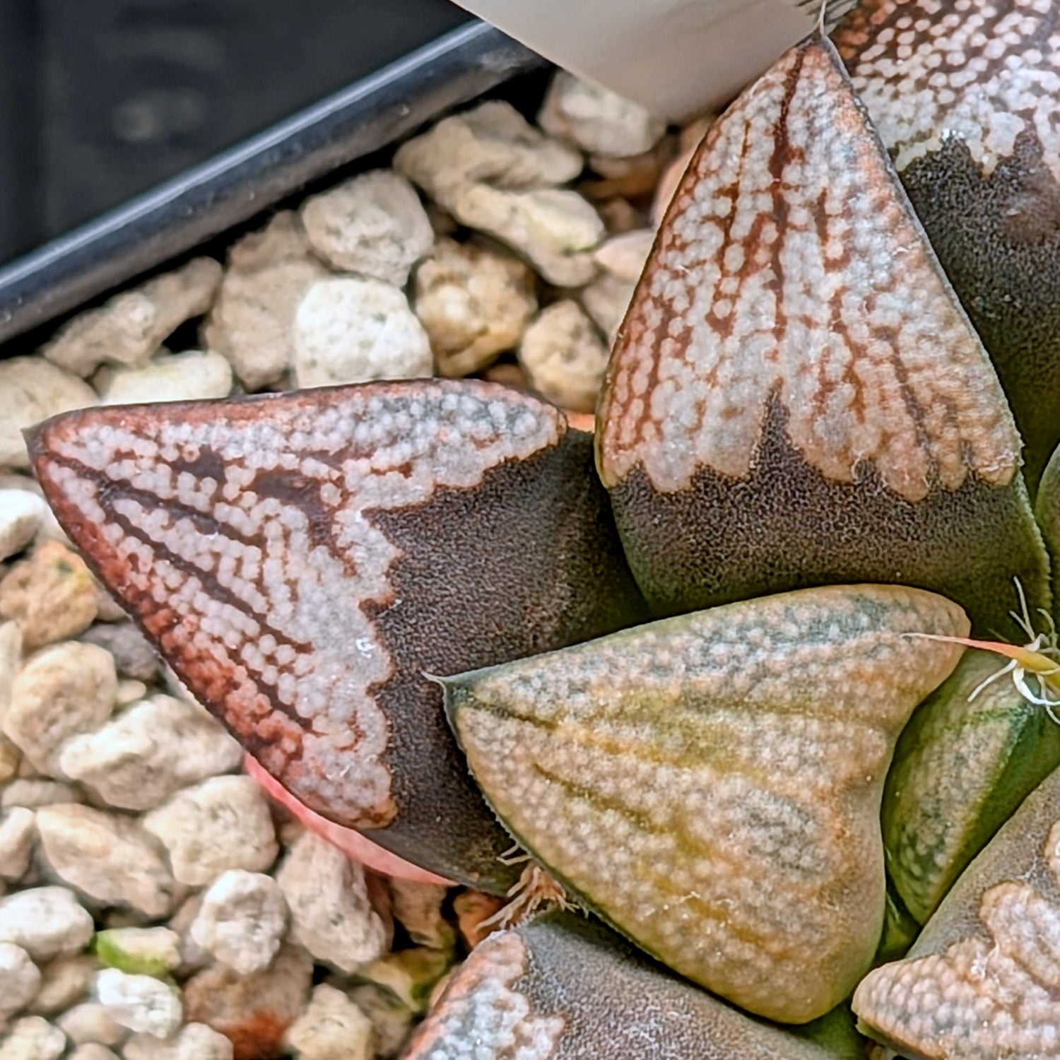 Haworthia groenewaldii hybrid series PP306 #35  9 year old plant