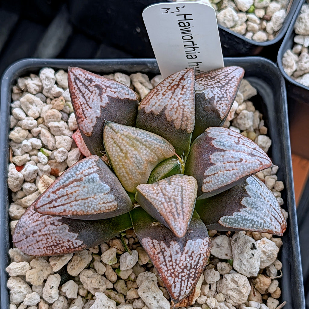Haworthia groenewaldii hybrid series PP306 #35  9 year old plant