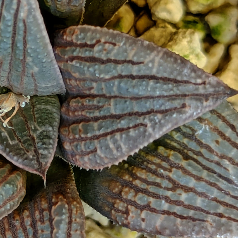 Haworthia hybrid series PP359 #35