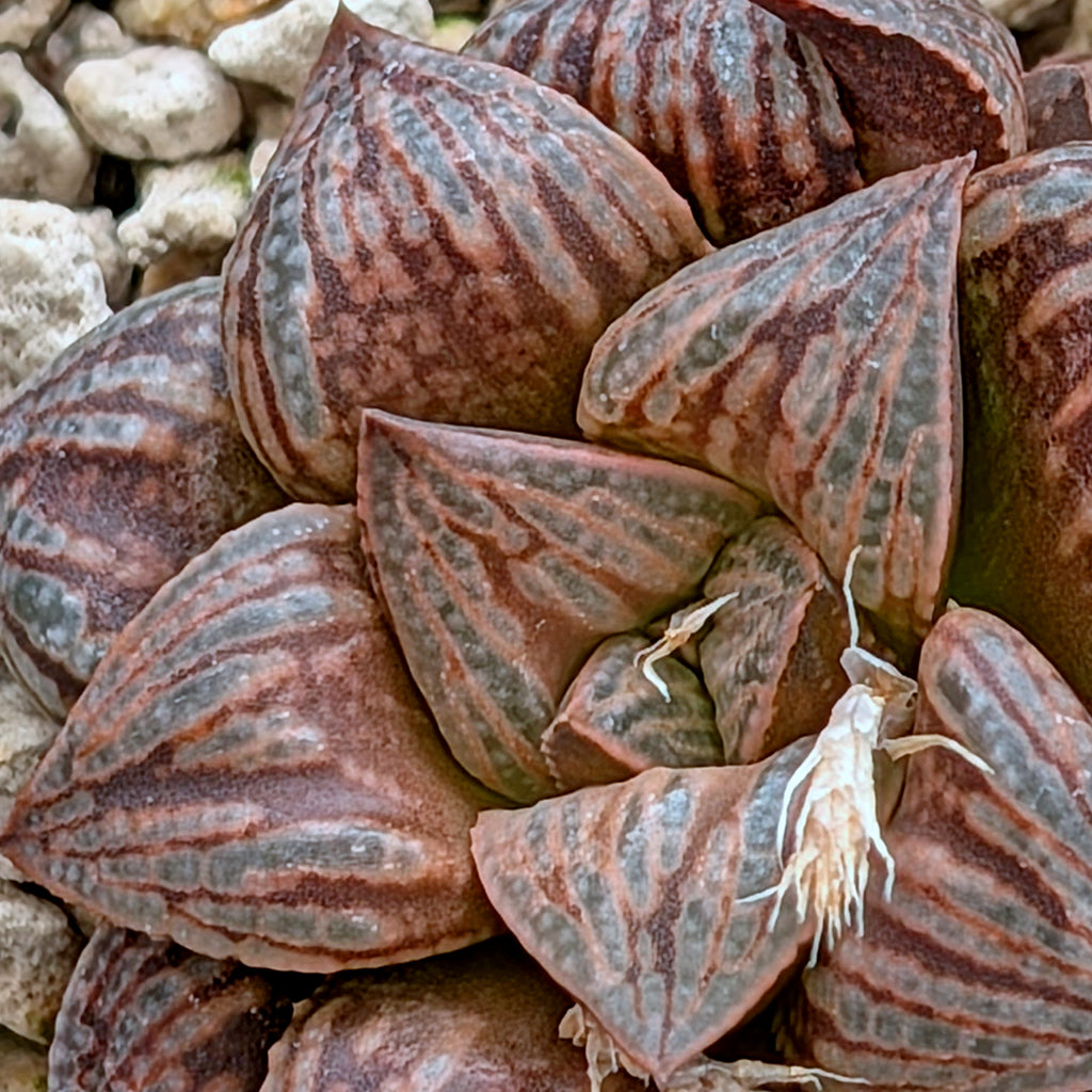 Haworthia hybrid series PP564 #35