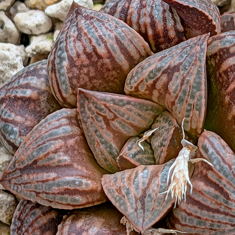 Haworthia hybrid series PP564 #35