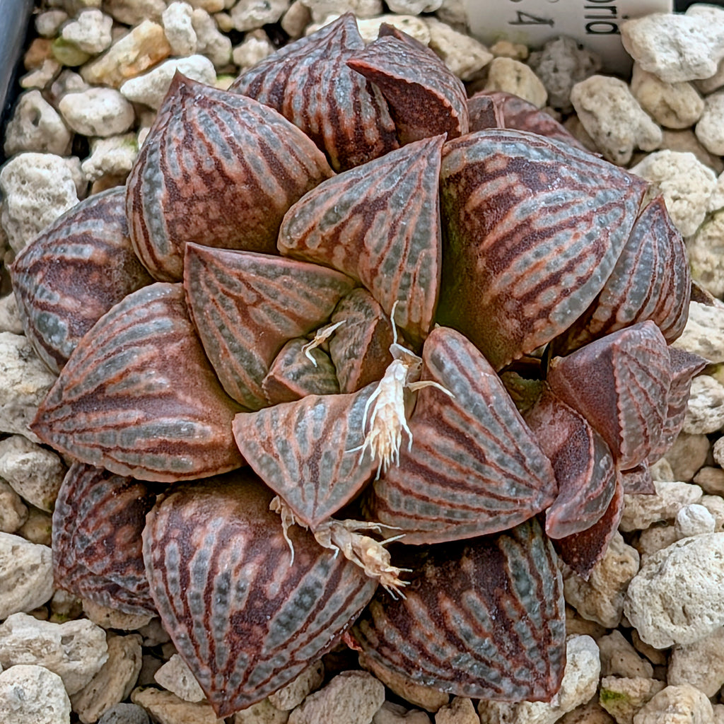 Haworthia hybrid series PP564 #35