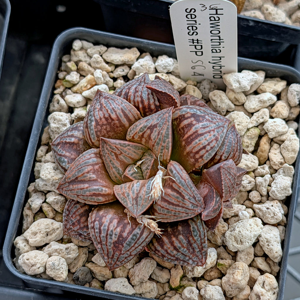 Haworthia hybrid series PP564 #35