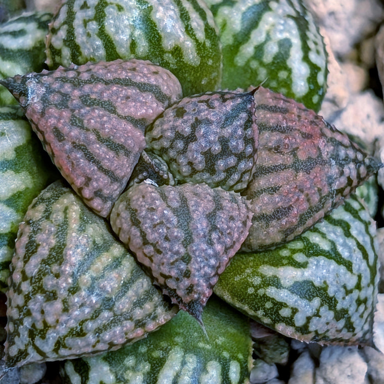 Haworthia hybrid series PP573 #35