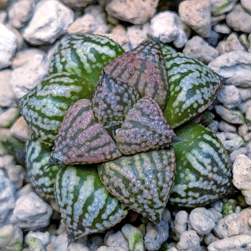 Haworthia hybrid series PP573 #35