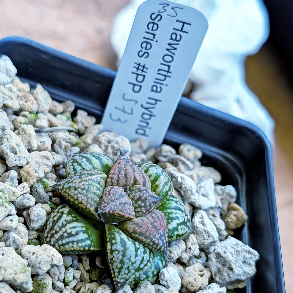 Haworthia hybrid series PP573 #35