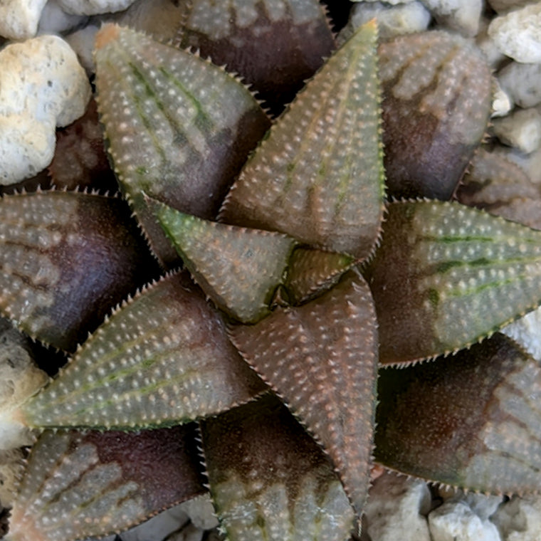 Haworthia PP615 hybrid series #35