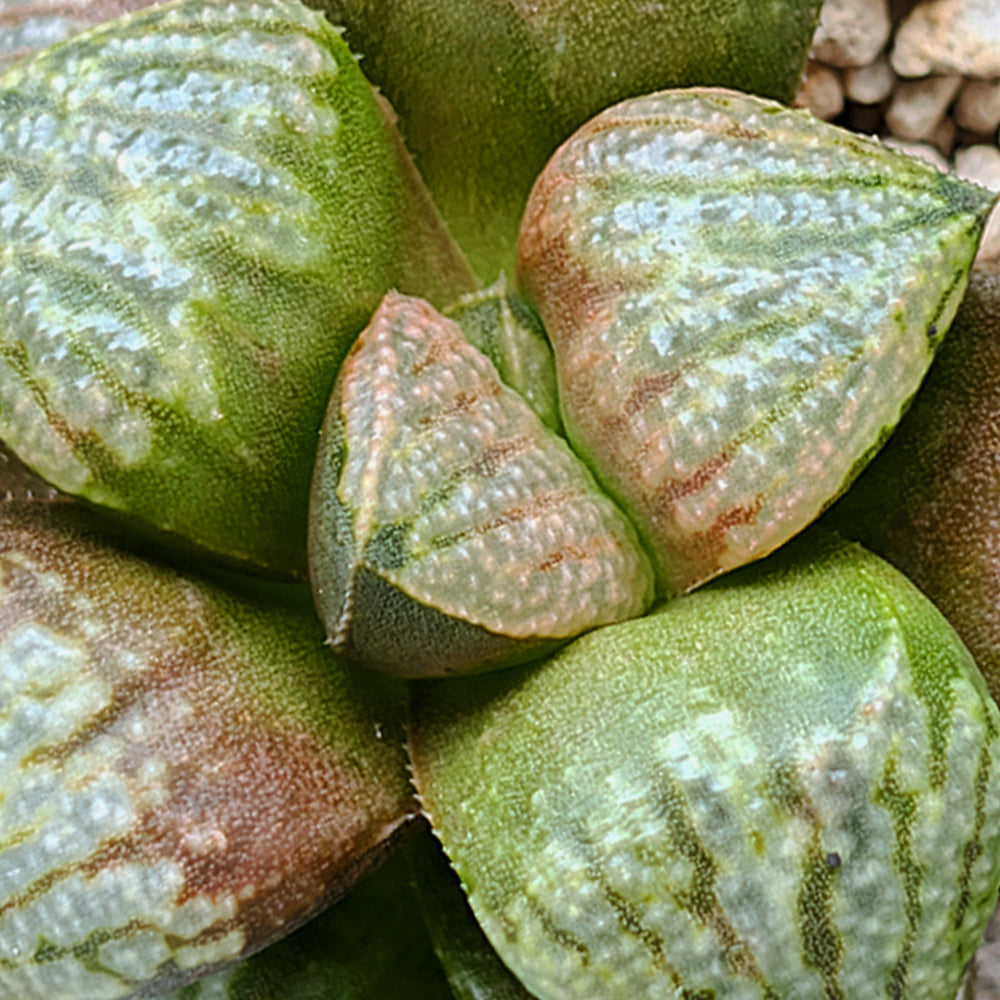 Haworthia "TetraTreasures" PP628 hybrid series #35