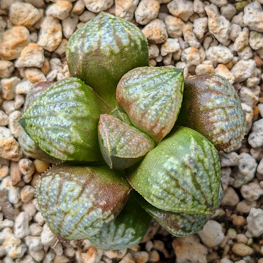 Haworthia "TetraTreasures" PP628 hybrid series #35