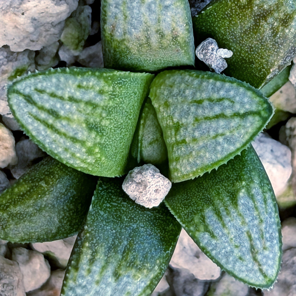 Haworthia PP680 hybrid series #35-1