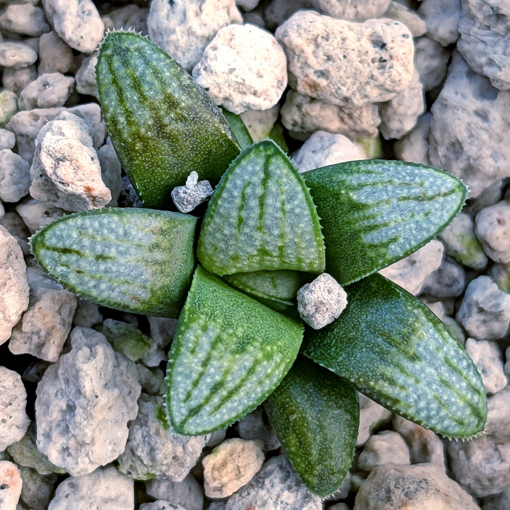 Haworthia PP680 hybrid series #35-1