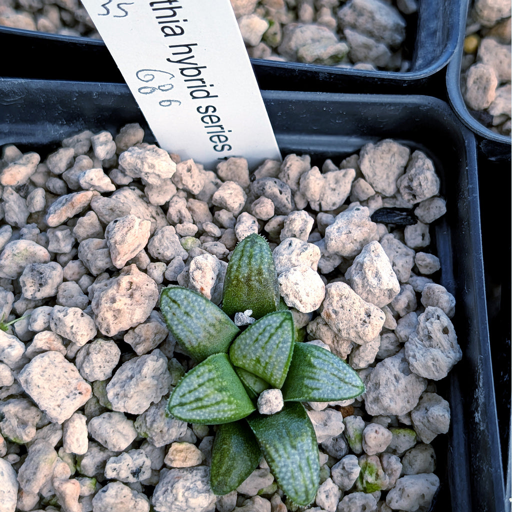 Haworthia PP680 hybrid series #35-1