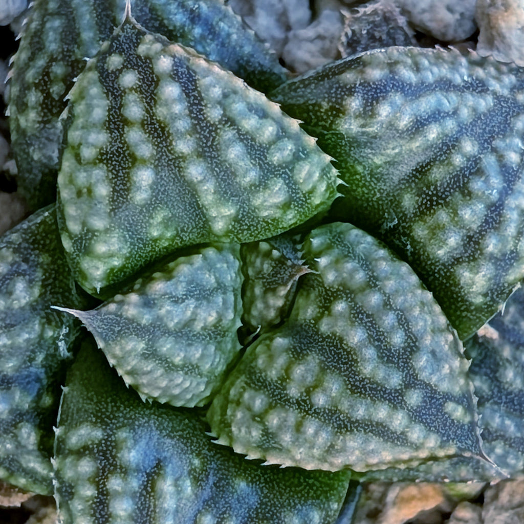 Haworthia PP669 hybrid series #35