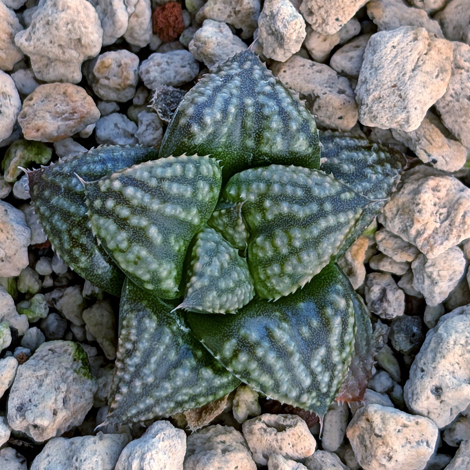 Haworthia PP669 hybrid series #35