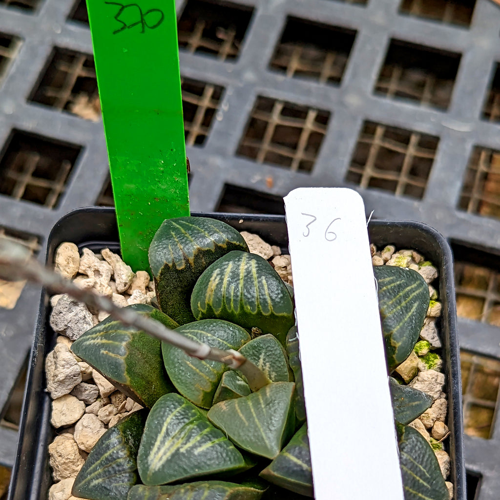 Haworthia  "White Widow" hybrid series PP370 #36 SOLD OUT