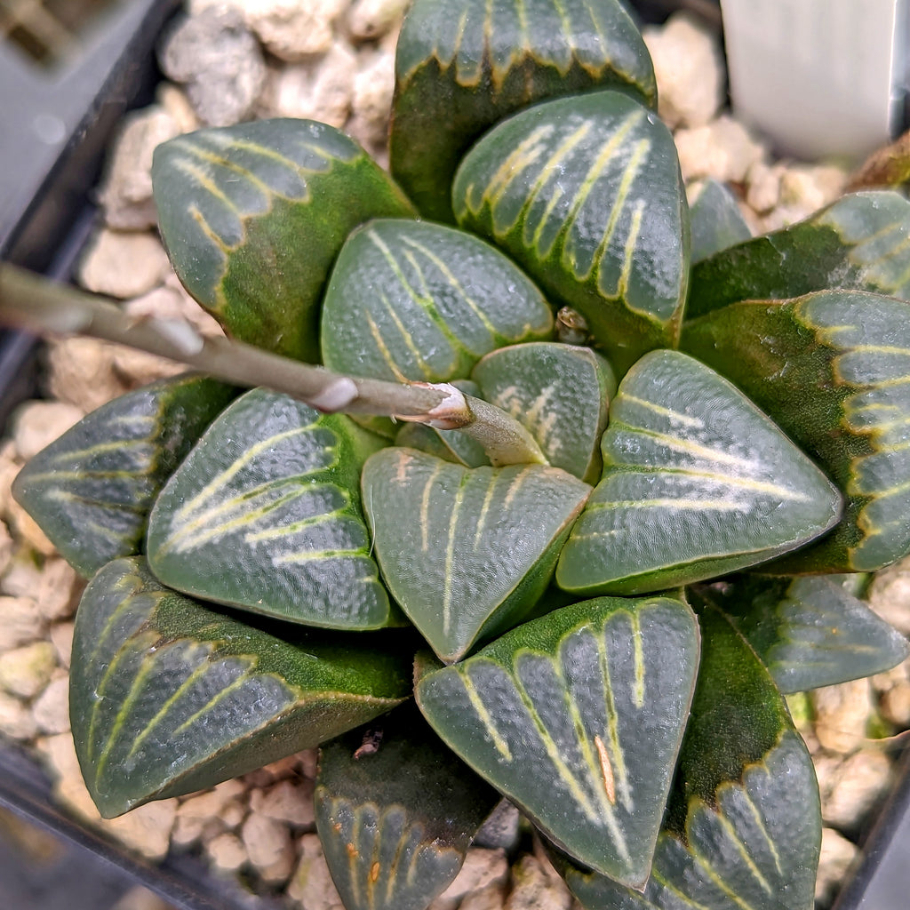 Haworthia  "White Widow" hybrid series PP370 #36 SOLD OUT