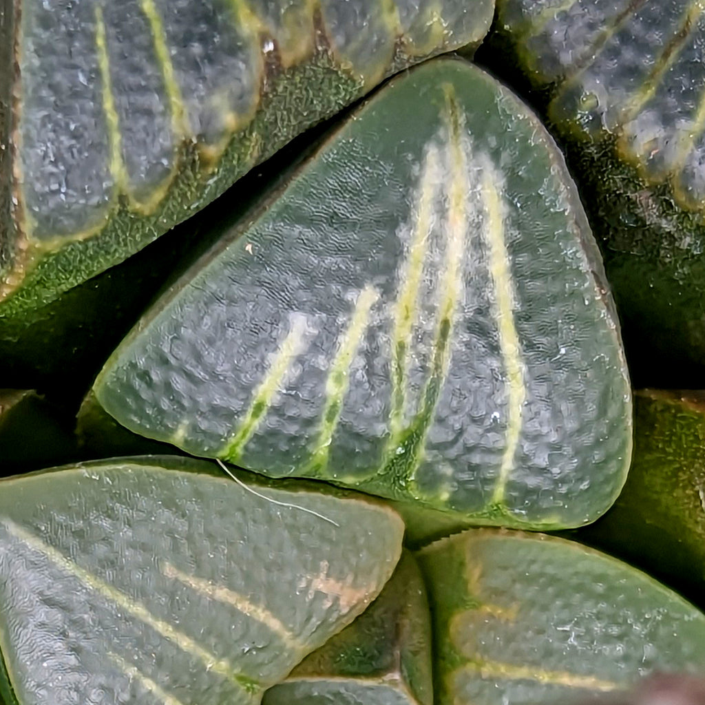 Haworthia  "White Widow" hybrid series PP370 #36 SOLD OUT