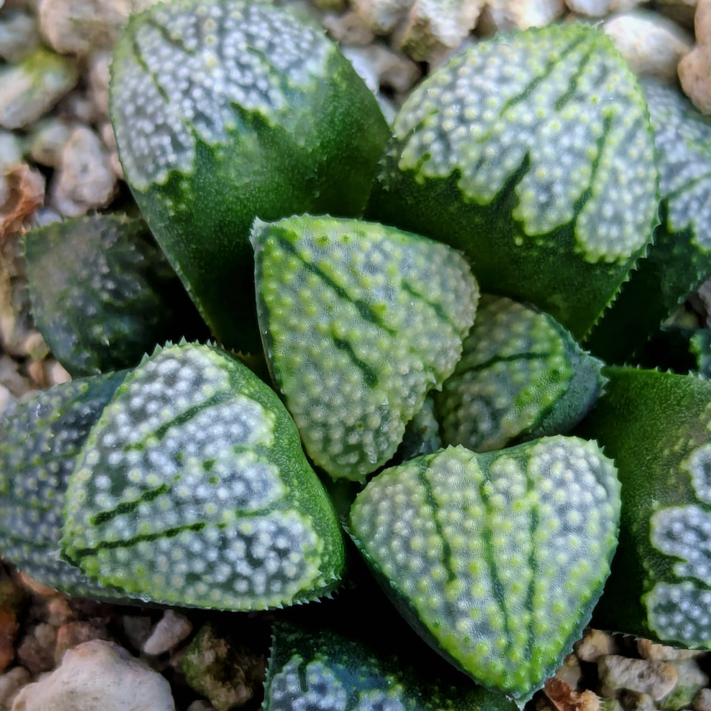 Haworthia "TetraTreasures" PP631 groenewaldii hybrid series #36