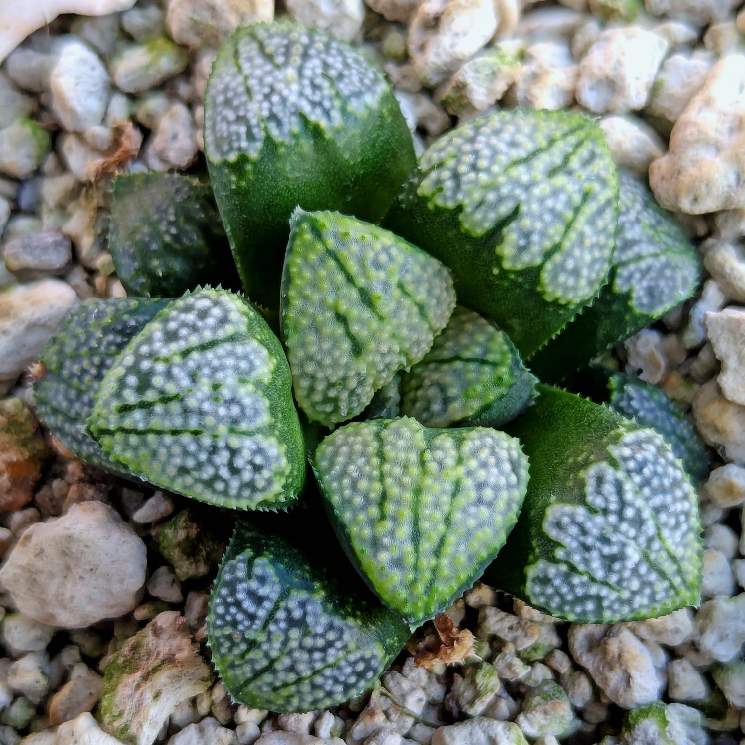 Haworthia "TetraTreasures" PP631 groenewaldii hybrid series #36
