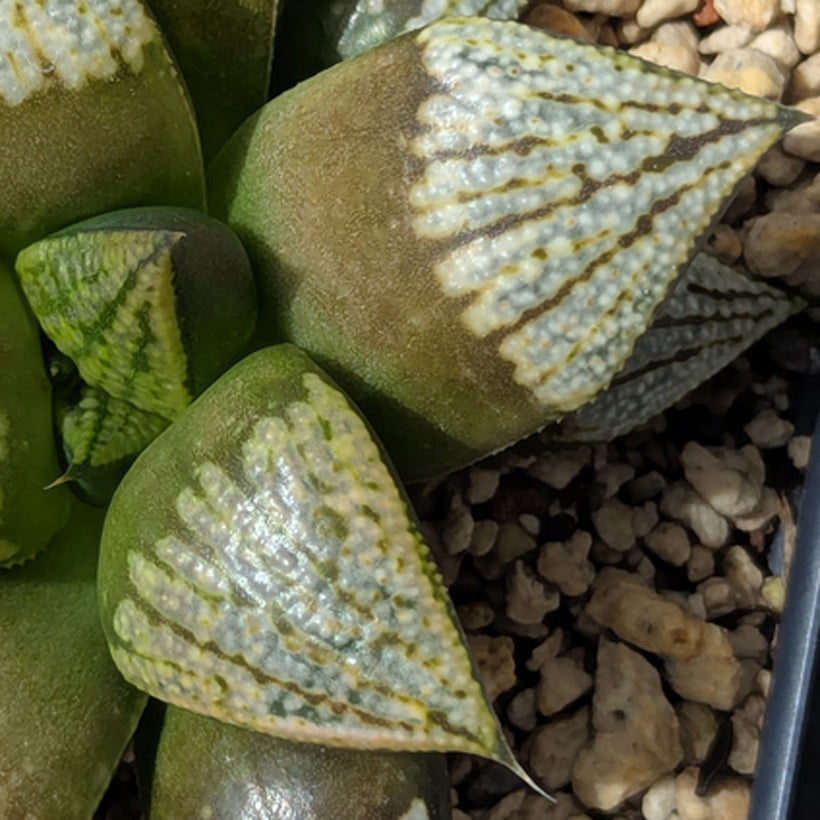 Haworthia  hybrid series PP619 #36