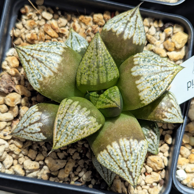 Haworthia  hybrid series PP619 #36