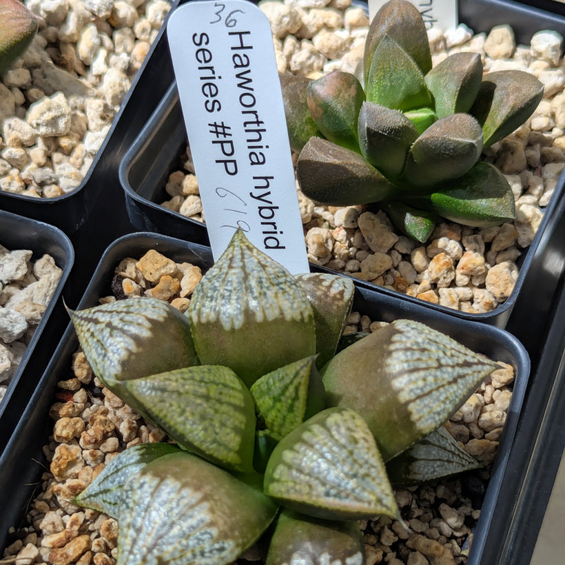 Haworthia  hybrid series PP619 #36
