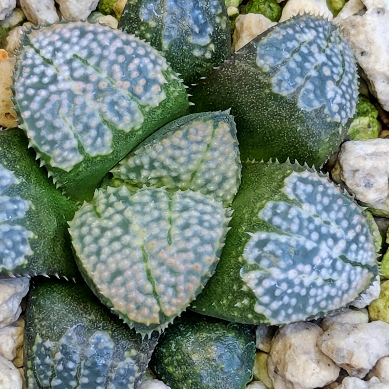 Haworthia 