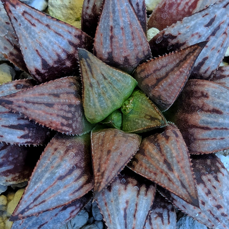 Haworthia  hybrid series PP516 #36
